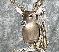 Whitetail deer shoulder mount