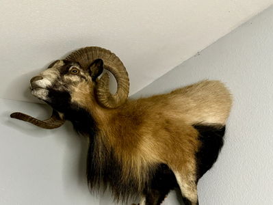 Understanding the Different Types of Taxidermy Mounts