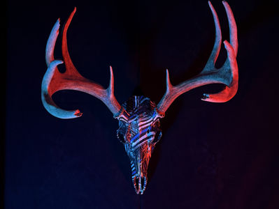 Choosing Between European (Natural) and Synthetic Skull Mounts