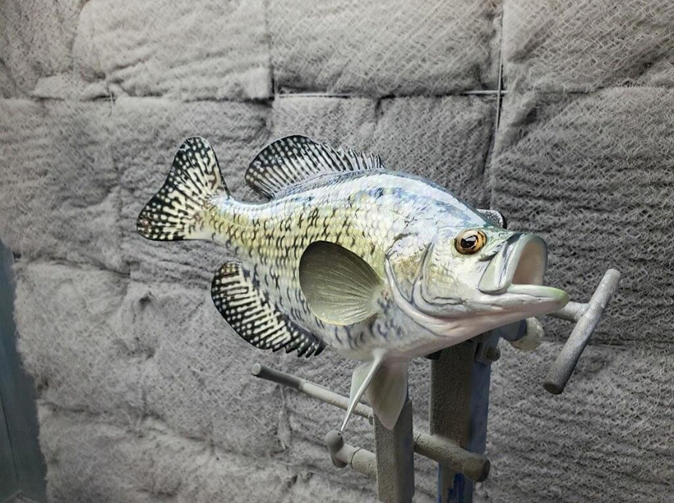 Crappie Fish Replica