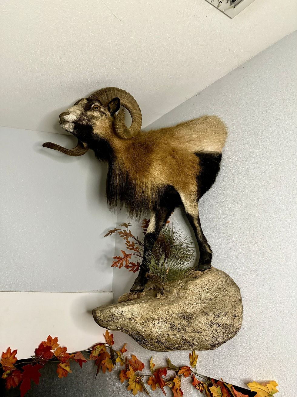 Taxidermy mount of a ram positioned on a rock base, with autumn foliage decorations