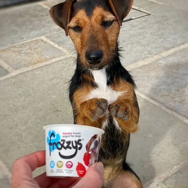 Winnie dog begging