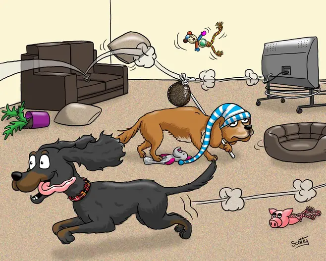 Spaniel characters portrait