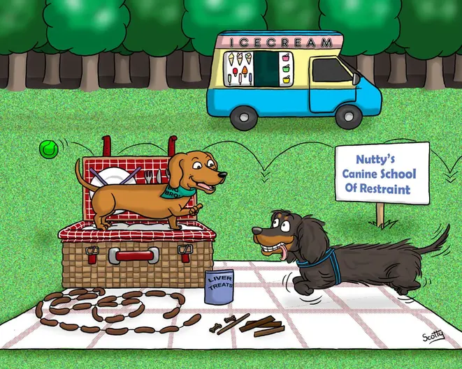 Dachshund picnic
