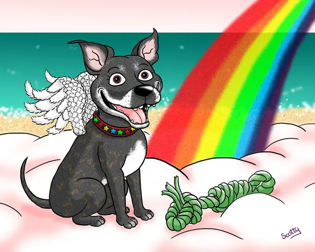 Angel dog by rainbow bridge