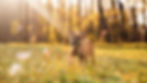 brown%20short%20coated%20dog%20on%20green%20grass%20field%20during%20daytime_edited.jpg