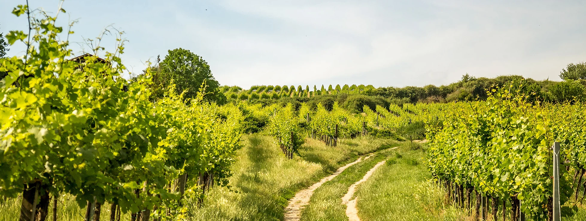 Werden Sie heute noch zum Weinprofi – Weinverkostungen, Seminare und Weinschulungen