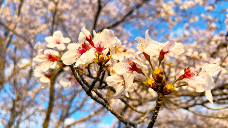 【恒例イベント】お花見会