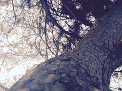 Towards the Light