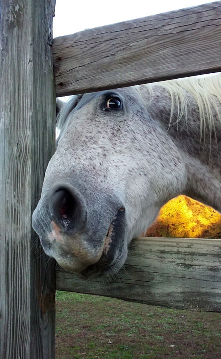 FUNNY HORSE