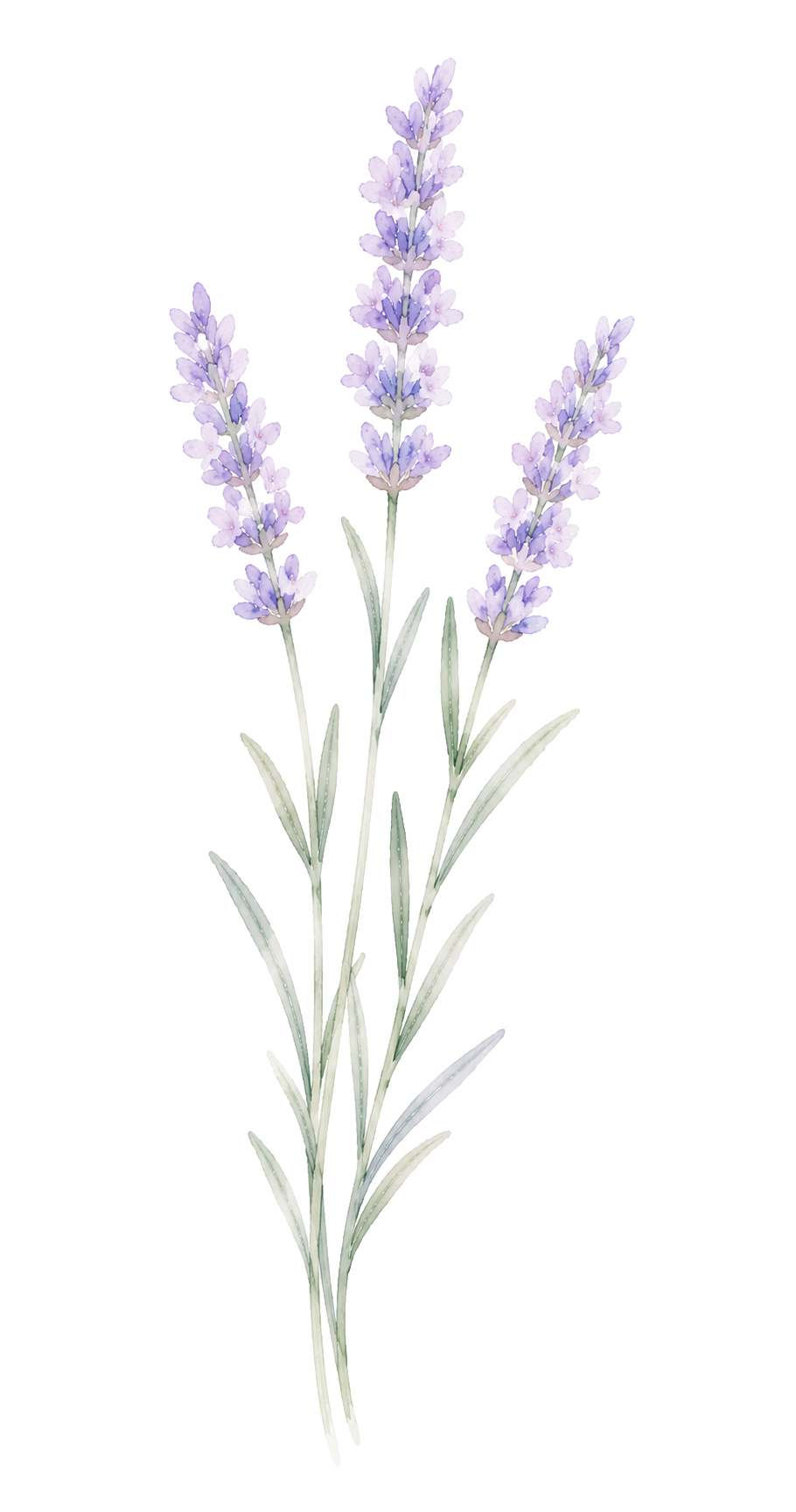 Lavender 1.png