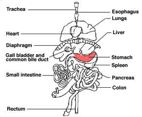 Thumbnail: Kid Science Pig Dissection
