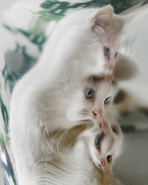 MollyStrohl_CatSeries_YoshMarceline_03