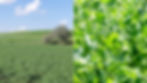 A field of chickpea plants (scientific name: Cicer arietinum) and a close-up of a yellow split pea plant (scientific name: Pisum sativum); showing they are two distinct species of plants.