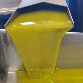 Fresh olive oil flowing during extraction, illustrating the starting point of virgin, extra virgin, and high-phenolic olive oil.