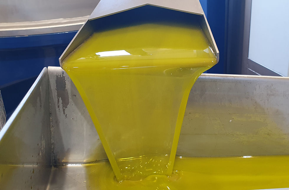Fresh olive oil flowing during extraction, illustrating the starting point of virgin, extra virgin, and high-phenolic olive oil.