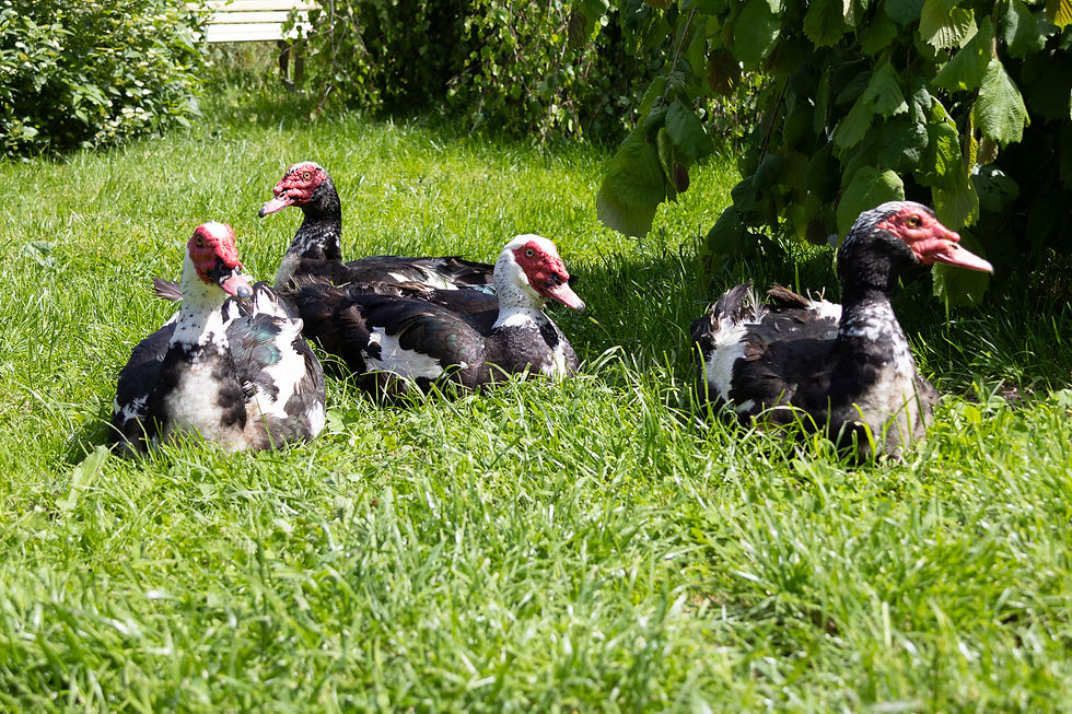 Rocker-Enten