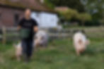 Ben und die Schweine