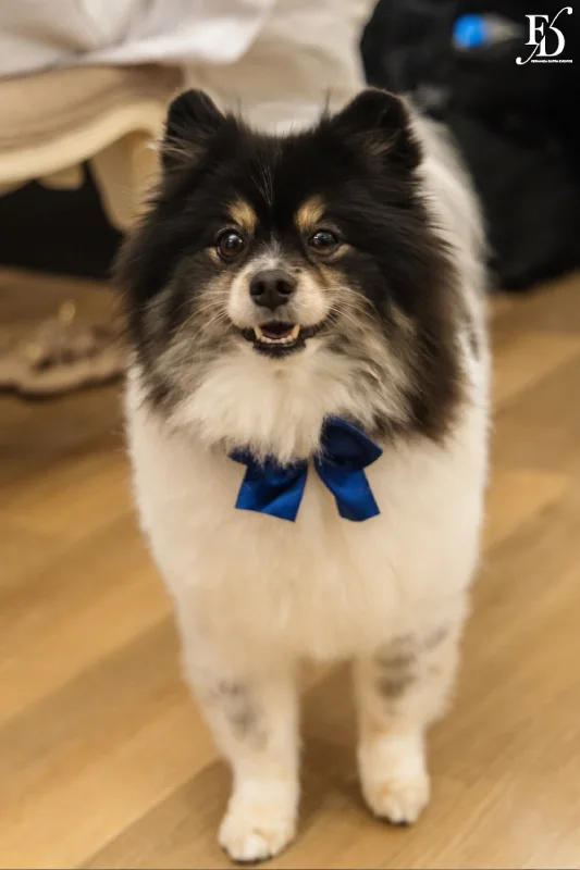 making of casamento no hotel Laghetto Viverone Suíte Nupcial em Porto Alegre dia da noiva com pet da noiva cachorrinho da noiva