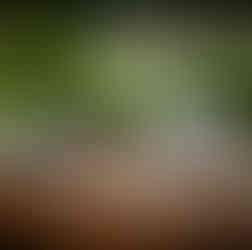 casamento com cerimônia na catedral basílica são luiz gonzaga em novo hamburgo e recepção no espaço tao com decoração clássica simples com muitas luzinhas por life eventos especiais cerimonialista de casamento em porto alegre