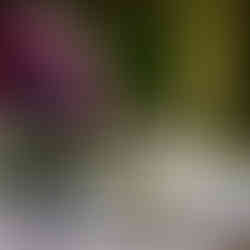 festa de formatura com duas formandas realizada no salão dos espelhos do clube do comércio em porto alegre para comemorar a graduação em direito pela pucrs com decoração clássica elegante e sofisticada por life eventos especiais cerimonialista para festa de formatura em porto alegre