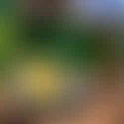 casamento judaico realizado em porto alegre com organização e cerimonial de life eventos especiais com cerimônia e recepção na patisserie marcelo gonçalves com proposta de decoração botânico industrial boho chic