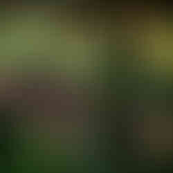 casamento com cerimônia ao ar livre em Porto Alegre realizado na Casa da Figueira, com decoração em tons de azul royal, estilo boho-chic, com toques botânicos, por Life Eventos Especiais - Fernanda Dutra e Ittalo Reis cerimonialistas em Porto Alegre