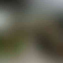 casamento realizado na casa da figueira em porto alegre com cerimônia ao ar livre e decoração estilo boho rústico chic com flores e paisagismo botânico com suculentas em tons de marsala verde e rosa por life eventos especiais assessoria e cerimonial para casamentos em porto alegre