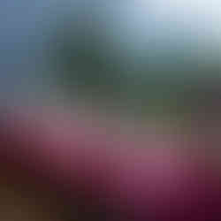 casamento realizado na casa da figueira em porto alegre com cerimônia ao ar livre e decoração estilo boho rústico chic com flores e paisagismo botânico com suculentas em tons de marsala verde e rosa por life eventos especiais assessoria e cerimonial para casamentos em porto alegre