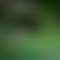 casamento com cerimônia ao ar livre em Porto Alegre realizado na Casa da Figueira, com decoração em tons de azul royal, estilo boho-chic, com toques botânicos, por Life Eventos Especiais - Fernanda Dutra e Ittalo Reis cerimonialistas em Porto Alegre