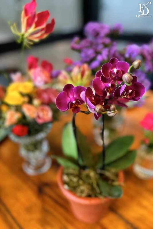 casamento diurno almoço no le bistrot gourmet em porto alegre e recepção na estância das oliveiras em viamão por life eventos especiais decoração colorida vibrante sofisticada