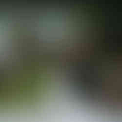 casamento realizado na casa da figueira em porto alegre com cerimônia ao ar livre e decoração estilo boho rústico chic com flores e paisagismo botânico com suculentas em tons de marsala verde e rosa por life eventos especiais assessoria e cerimonial para casamentos em porto alegre