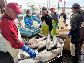 トラフグ水揚げ量増加で沸く七ヶ浜地区