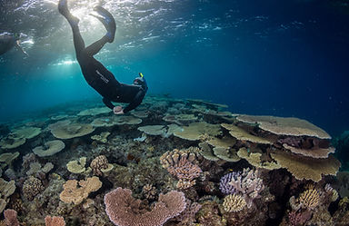 Diving the most iconic sites on the Great Barrier Reef