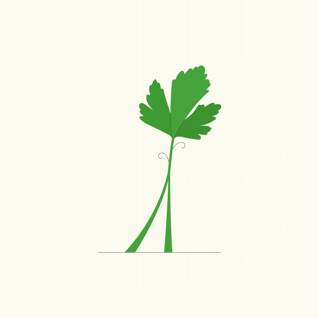 Parsley