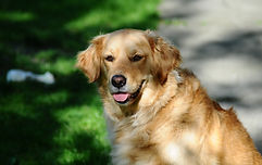 Dog Behaviour Problem - Fears