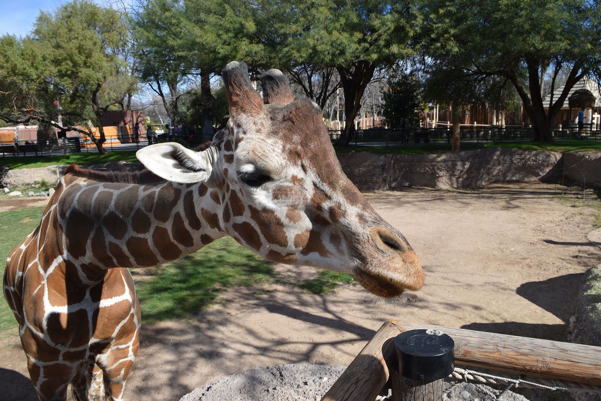 giraffe