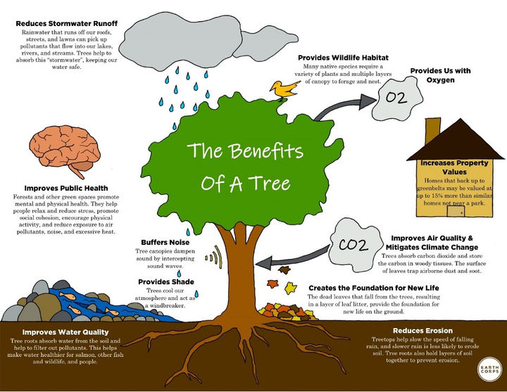 The Benefits of a Tree