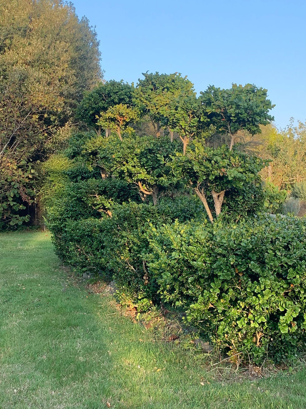 Jardin