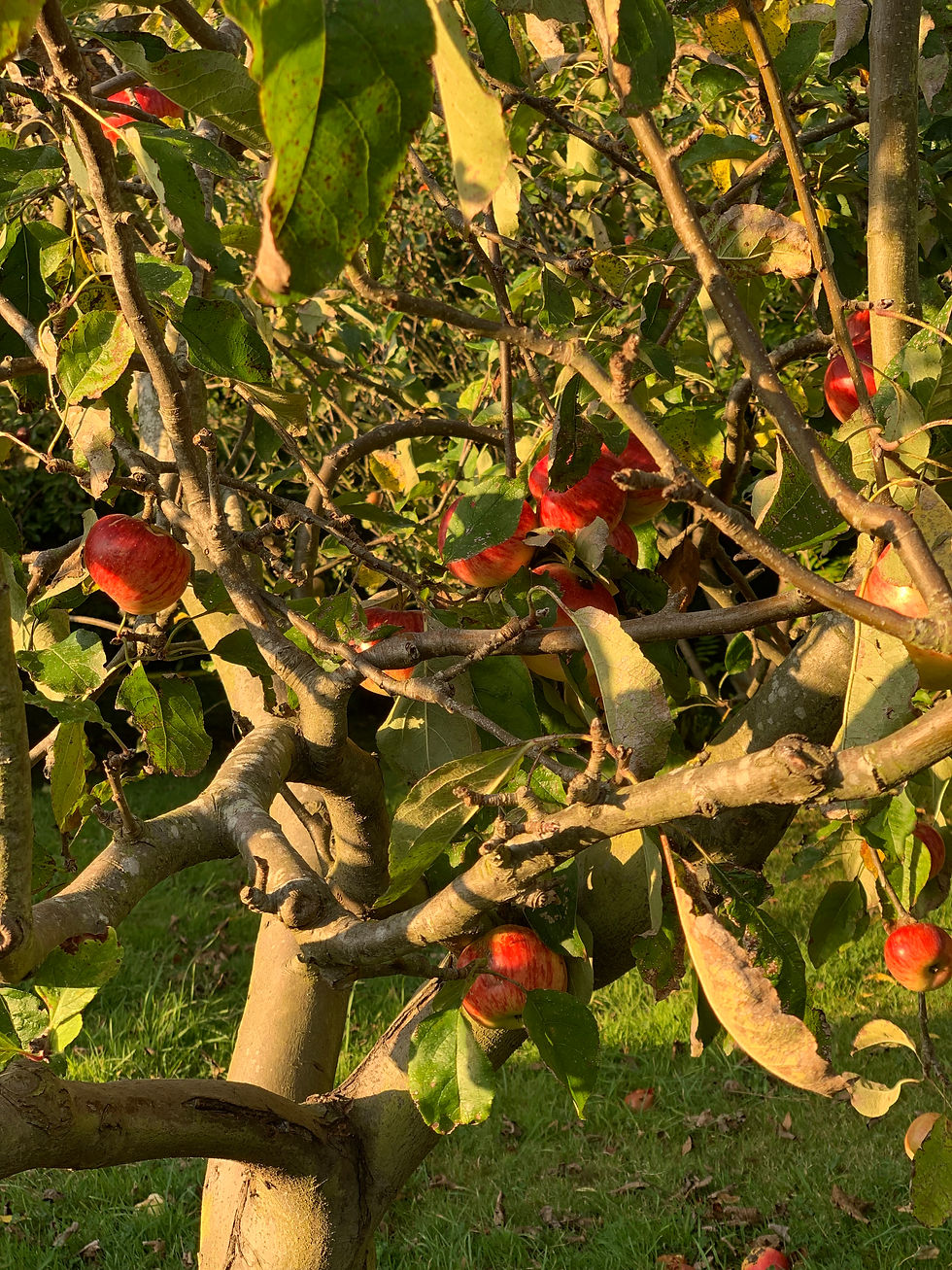 Arbres fruitiers