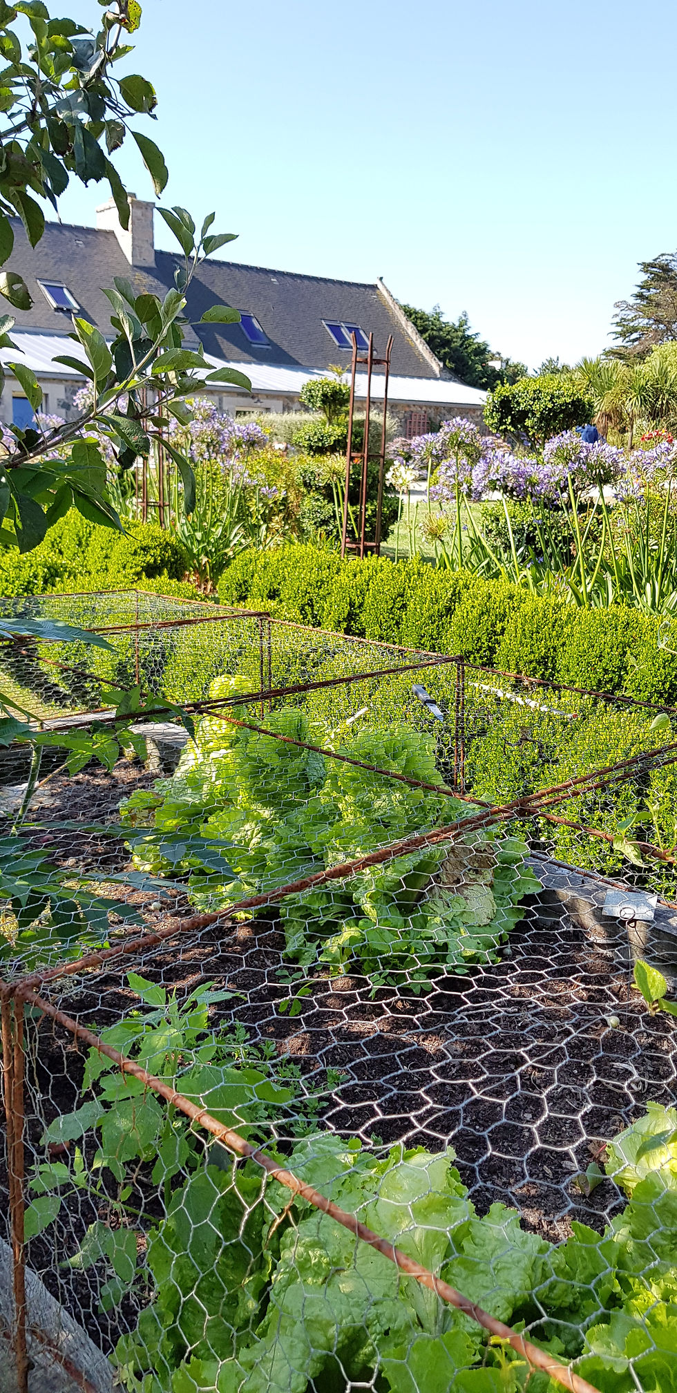 Jardin aromatique