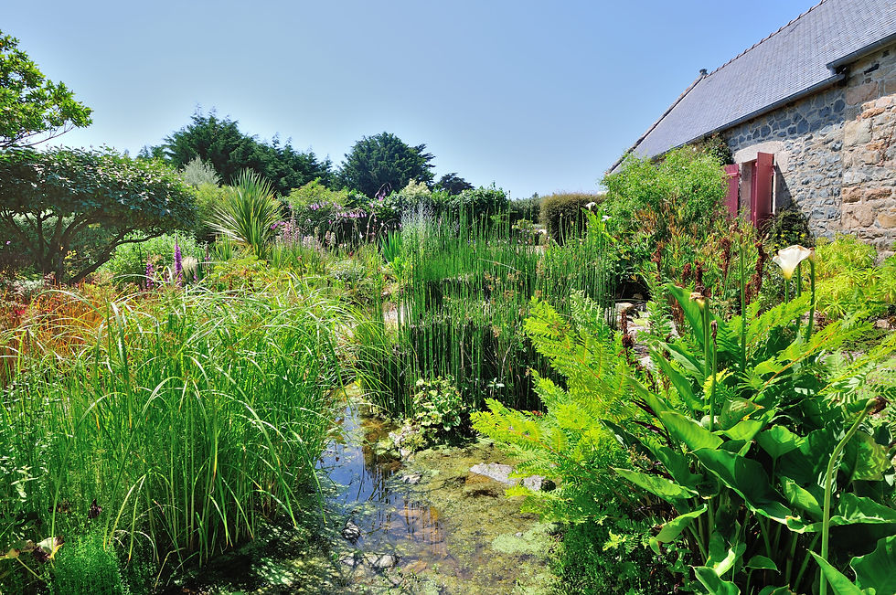 Jardinet côté rue