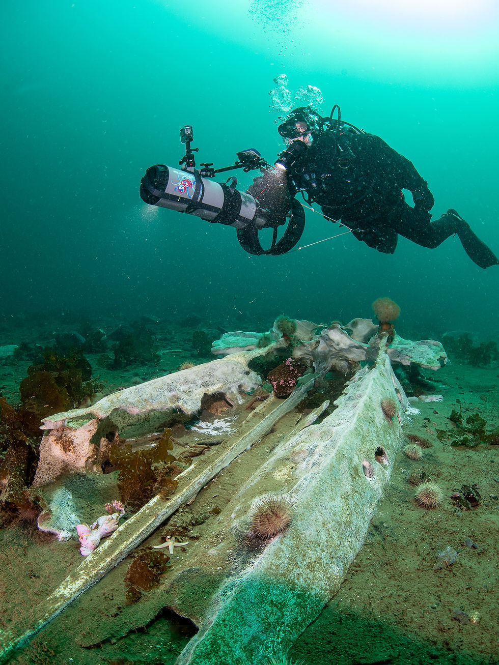 The mandibles of a large whale make me look like a miniature toy diver