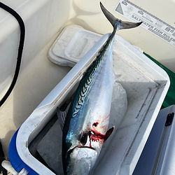 Big Albies can smoke light tackle. So much fun!