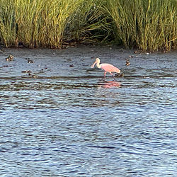 Spoonbill near Varnamtown, NC