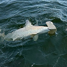 Hammerhead made our day.