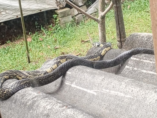 Alerta à população: aumento no aparecimento de cobras em áreas residenciais