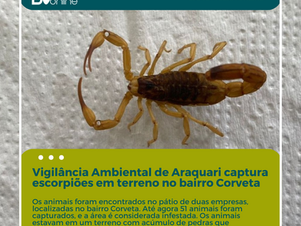 Vigilância Ambiental de Araquari captura escorpiões em terreno no bairro Corveta