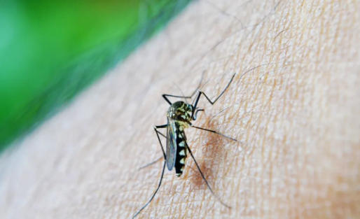 Brasil bate recorde histórico de casos de dengue com 1,8 milhão em menos de três meses