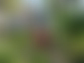 Secretaria de Agricultura de Barra Velha Entrega Mudas Frutíferas e Ornamentais